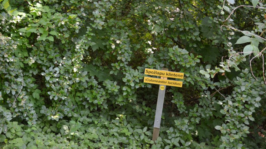 Ekskursija uz Skrīveriem projekta Zaļākai Rīgai ietvaros